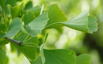 De voordelen van Ginko blad